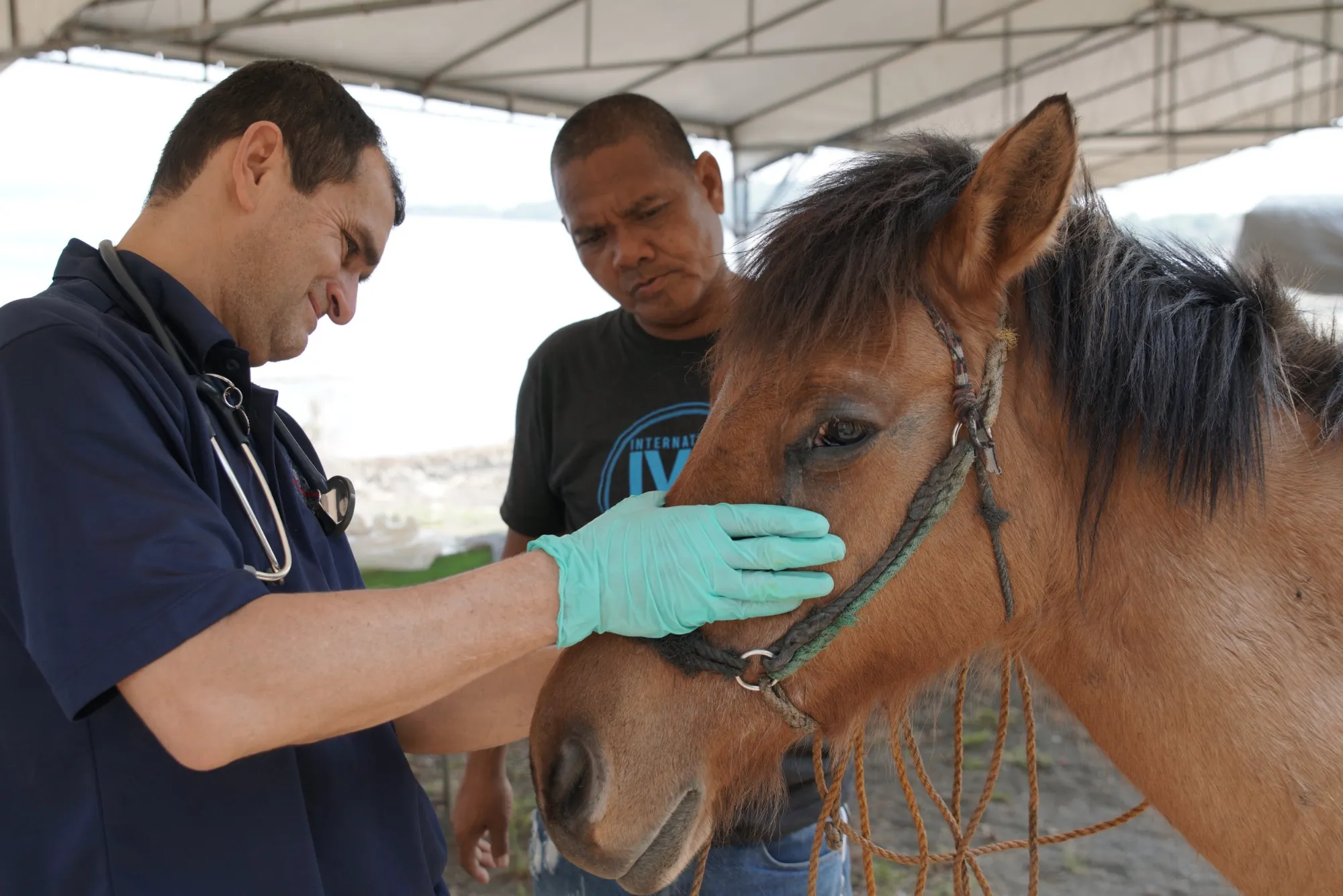 Animal Welfare Organizations In Dubai