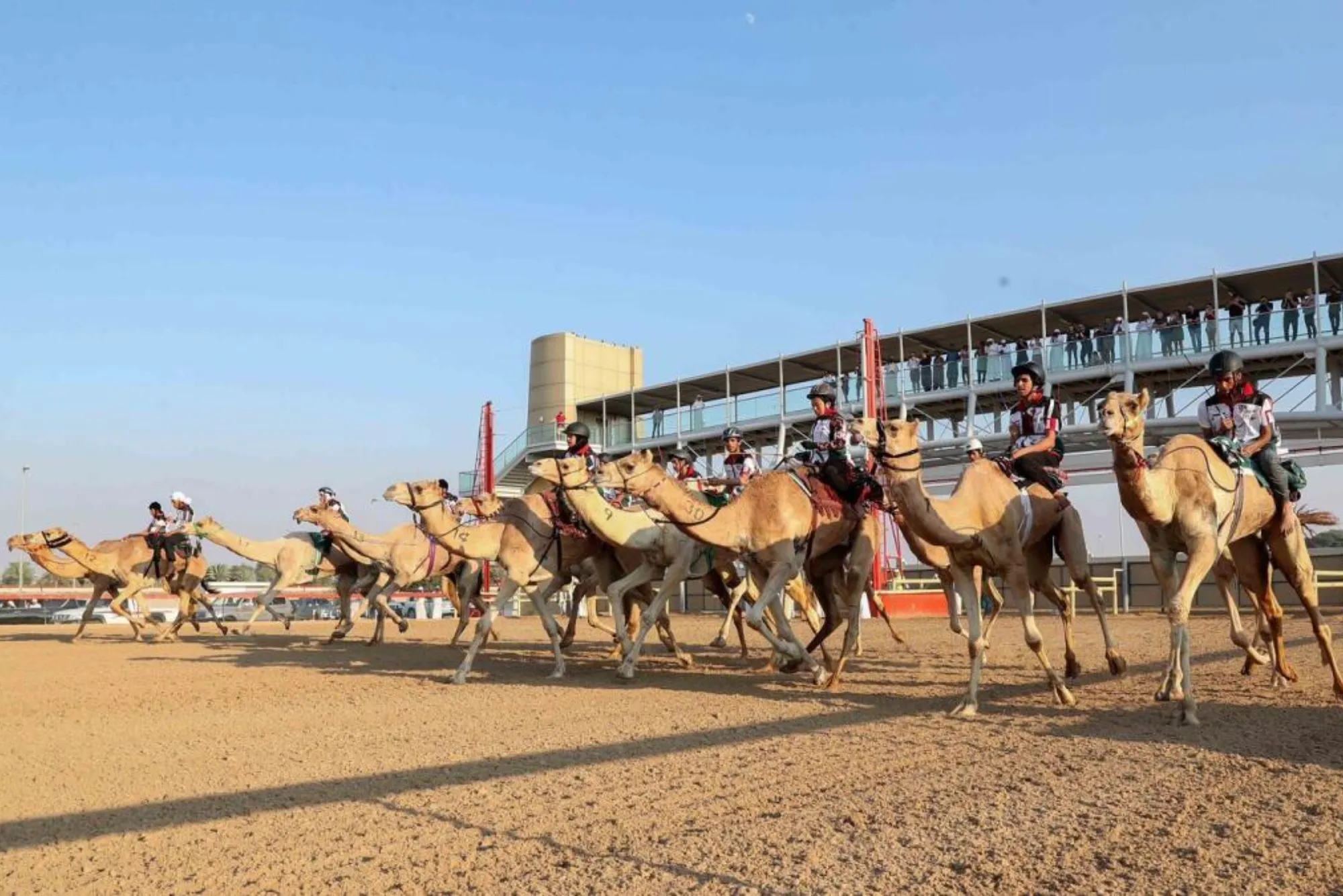 Al Marmoom Camel Race Track Dubai