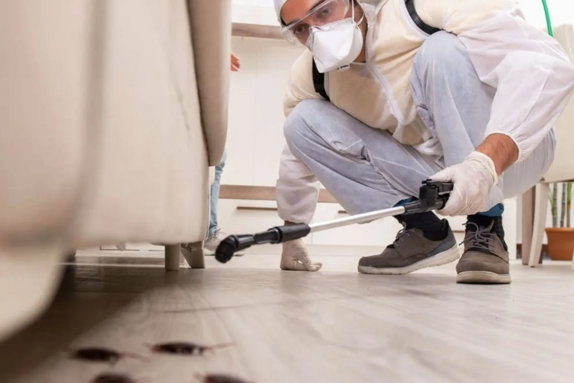 Top 5 Reasons Why you need regular pest control in Abu Dhabi