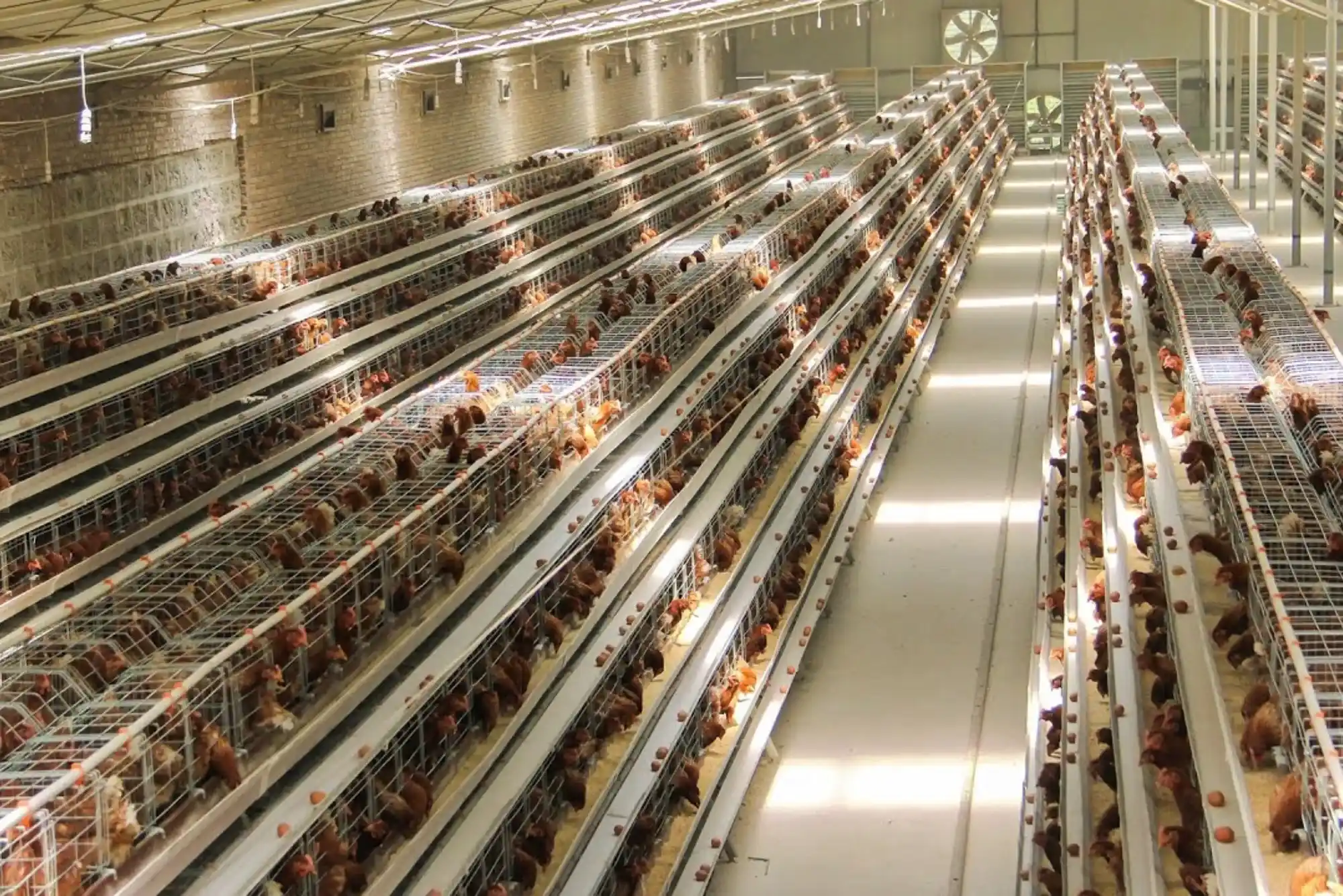 Breeding Excellence Hontech Wins LED Poultry Lights for Enhanced Performance