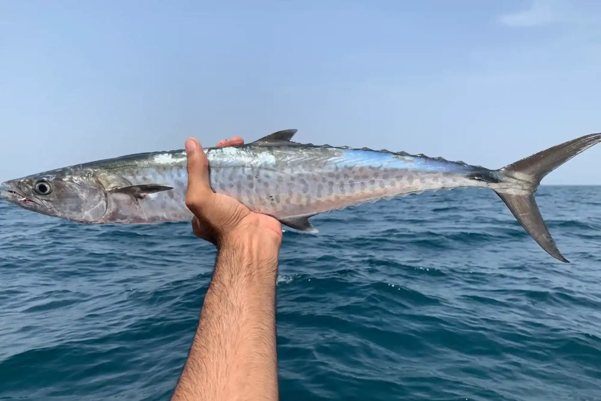 Discover Why You Should Try King Fish in Dubai Today