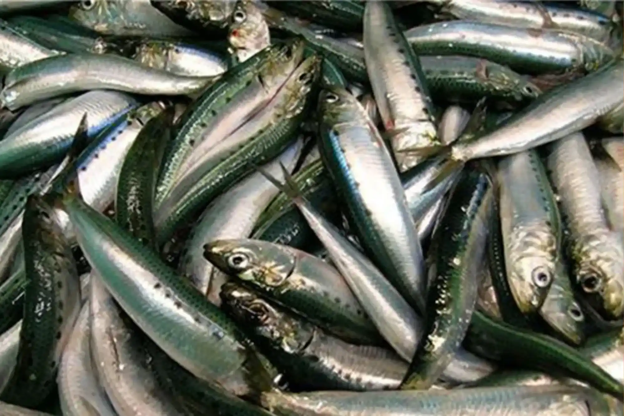 Pros & Cons of Frozen vs Fresh Sardine Fish Before Buying