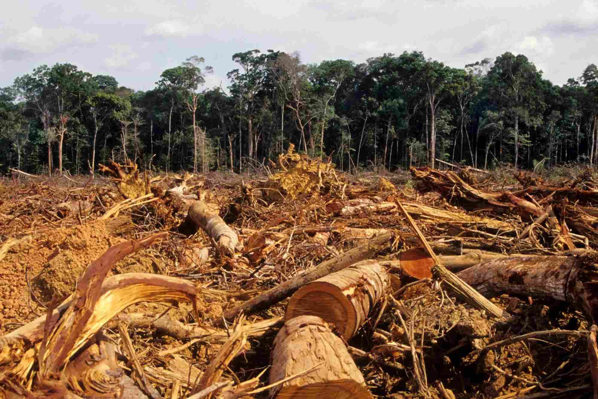 Large Retailers Commit to Zero-Deforestation Supply Chains by 2028