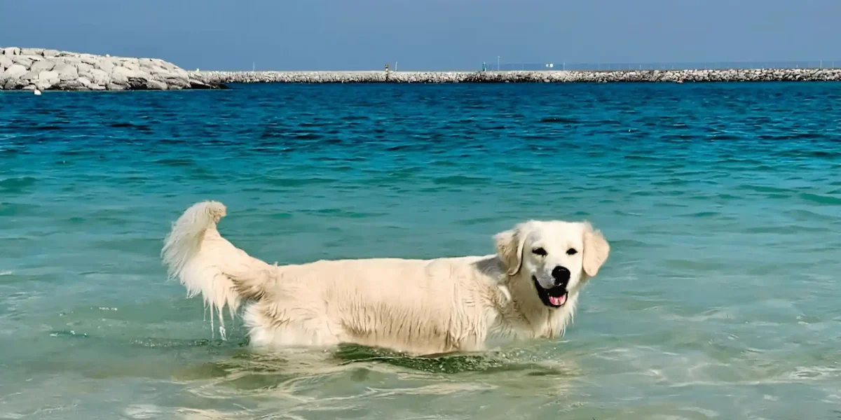 Best Dog Beaches in the UAE: Where Can Dogs Swim Legally in Dubai & RAK?
