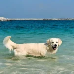 Best Dog Beaches in the UAE: Where Can Dogs Swim Legally in Dubai & RAK?