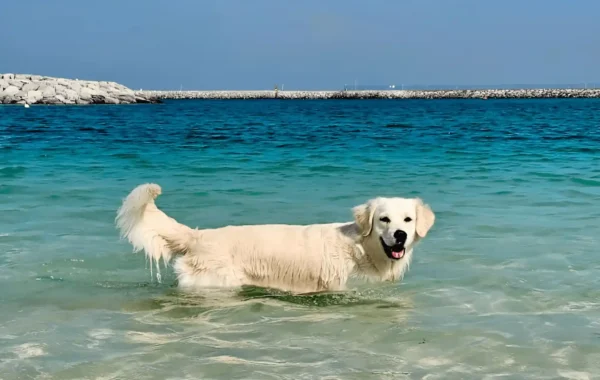 Best Dog Beaches in the UAE: Where Can Dogs Swim Legally in Dubai & RAK?