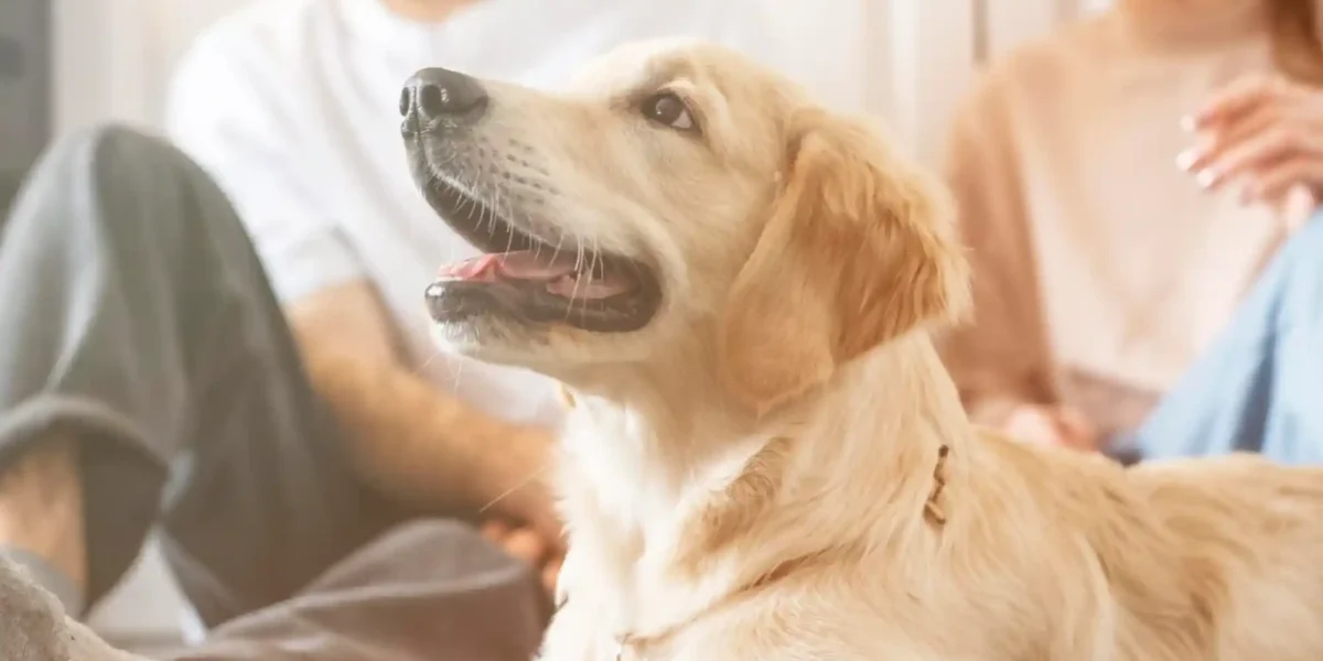 Best Pet Insurance Providers in the UAE: Policy Coverage & Claim Reviews