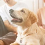 Best Pet Insurance Providers in the UAE: Policy Coverage & Claim Reviews