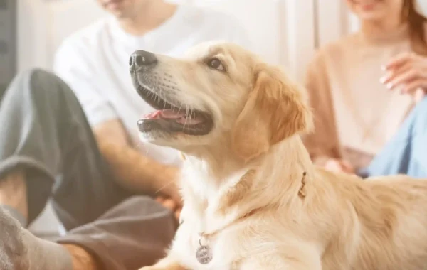 Best Pet Insurance Providers in the UAE: Policy Coverage & Claim Reviews