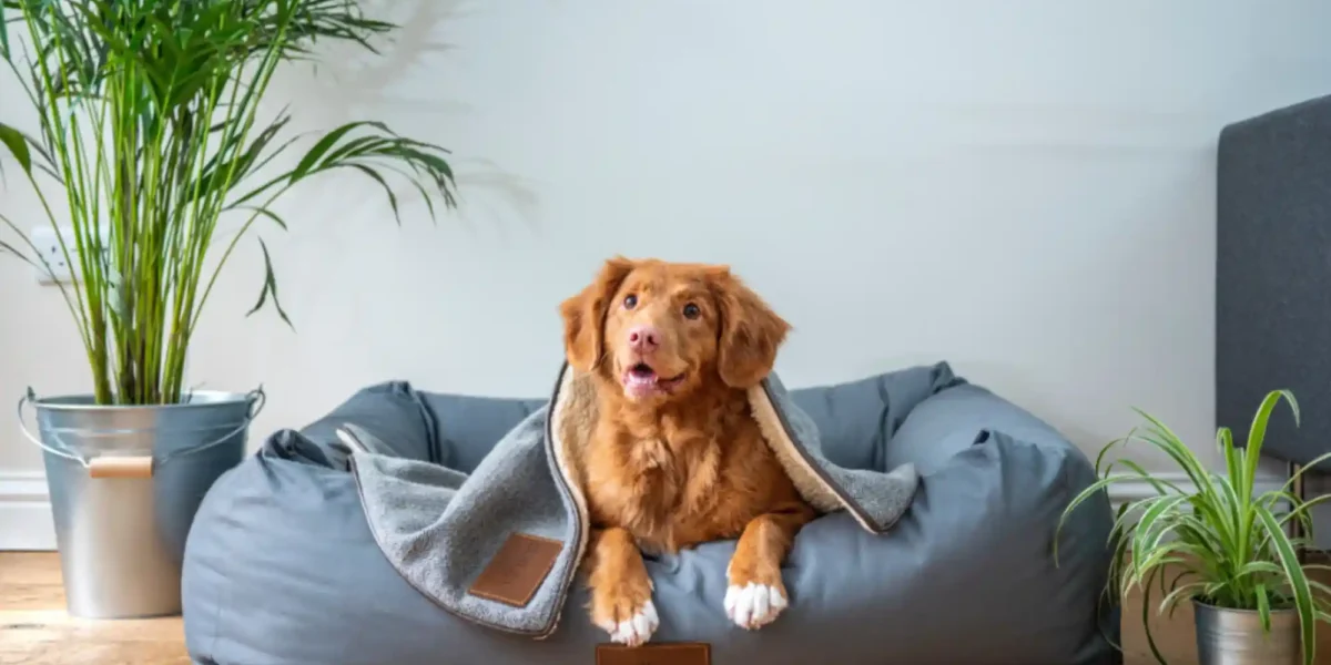 Dog Boarding vs In-Home Pet Sitting in Dubai: Which Is Safer for Holidays?