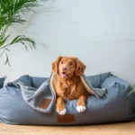 Dog Boarding vs In-Home Pet Sitting in Dubai: Which Is Safer for Holidays?