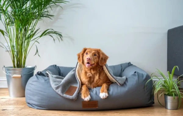 Dog Boarding vs In-Home Pet Sitting in Dubai: Which Is Safer for Holidays?