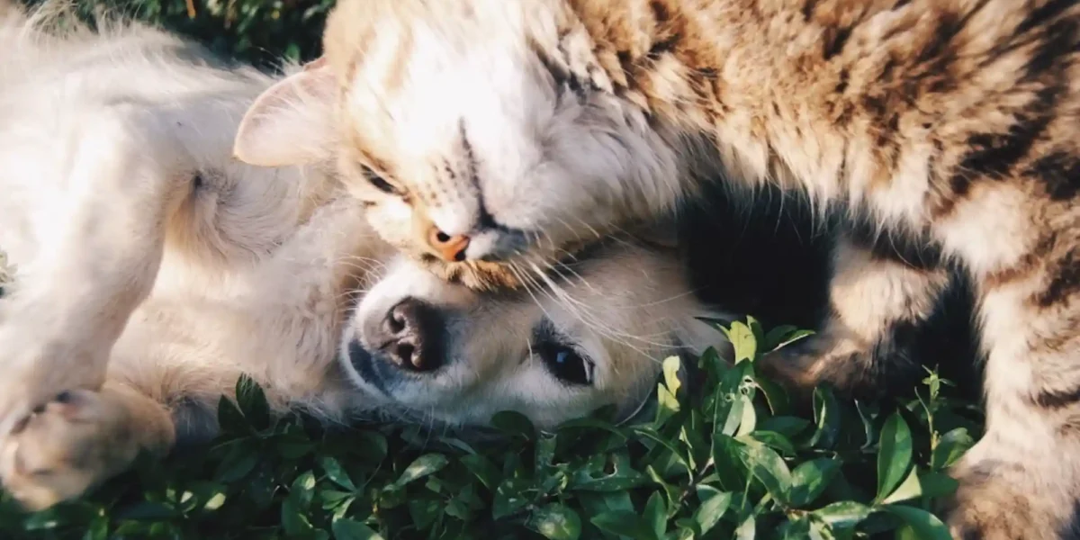 How to Relocate Your Dog or Cat to Dubai: UAE Import Permit Guide