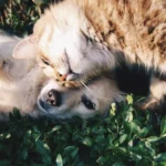 How to Relocate Your Dog or Cat to Dubai: UAE Import Permit Guide