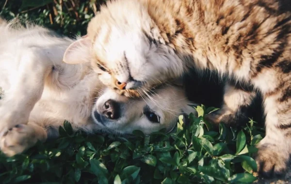 How to Relocate Your Dog or Cat to Dubai: UAE Import Permit Guide