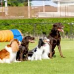 Top 7 Air Conditioned Indoor Dog Parks and Playgrounds in Dubai