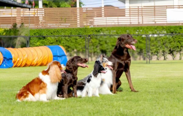 Top 7 Air Conditioned Indoor Dog Parks and Playgrounds in Dubai