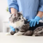 Cat Desexing / Spay and Neuter Programs in Dubai: Cost and Aftercare