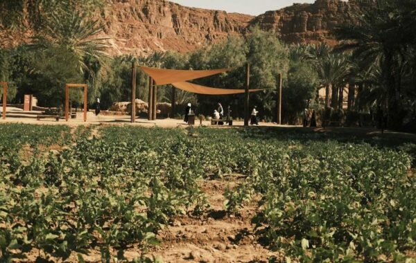 Emirati Farmer Khadija Al Qubaisi Named Among FAO’s 100 Women Heroes in Agrifood Systems